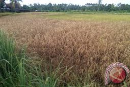 1.190 Hektare Padi Di Aceh Gagal Panen