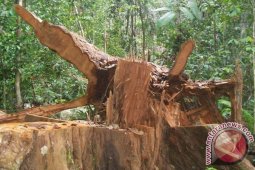 UPTD: Penebangan Hutan APL di Singkil Salahi Aturan