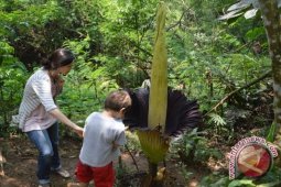 Wisman kagumi bunga Amorphopalus titanum