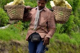 Penambang Nekat Kerja