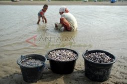 Mencari Kerang