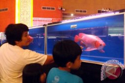 Pameran Ikan Arwana di Pontianak