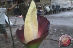 Bunga Bangkai di Sungai Arak, Sintang
