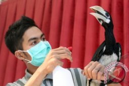 Periksa Kesehatan Satwa Pasca-Hujan Abu