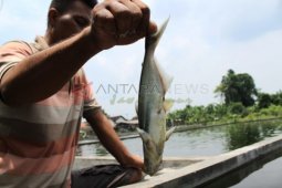 Kematian Ribuan Ikan