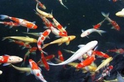 Pelatihan Usaha Ikan Hias Bekasi Salah Sasaran