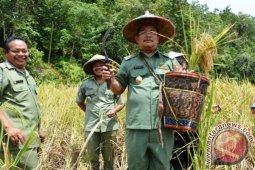 Panen Perdana Padi di Sungai Sentubong Sekadau