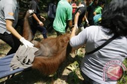 Pemindahan Orangutan