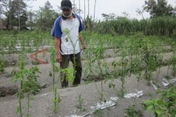 Mulai Bersemi