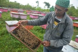 Hari Lebah Dunia Dirayakan