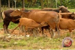 Swasembada Daging Penajam Bisa Diwujudkan Melalui SPR Trunen