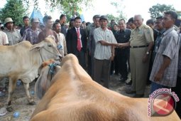 Kaltim Programkan 2 Juta Sapi