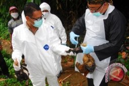 Ternak Warga Banjarmasin Positif Terserang Flu Burung