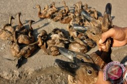 Balai Veteriner Selidiki Virus Flu Burung