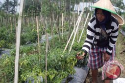 Petani cabai belum garap lahan lantaran kemarau