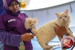 Hewan peliharaan adalah cermin kepribadian pemiliknya