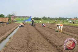 Bank Indonesia Kembangkan Bawang Merah Di Lapas