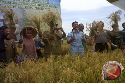 Bupati  minta predikat Tanjabtim "lumbung beras" dipertahankan