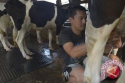 Distan Tabalong Targetkan Penambaham 410 Ekor Sapi