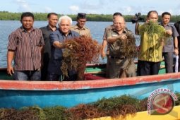 Hatta Rajasa: Maluku Pusat Unggulan Rumput Laut