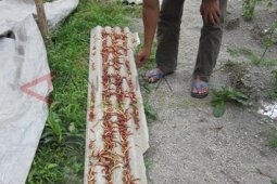 Keringkan Cabai