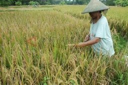 Buruh Panen Padi