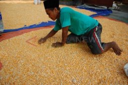 Harga Jagung Stabil