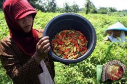 Percepat Panen Cabe