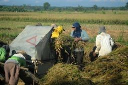 Produksi Gabah Madura