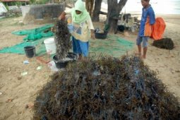 Cuci Bibit Rumput Laut