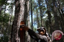 Pakar : Lokasi IUPHHK-RE harus strategis agar optimal
