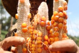 Produksi Jagung Turun
