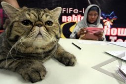 Kontes Kecantikan Kucing Tingkat Nasional