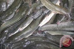 Produksi Ikan Segar Sukabumi 1.800 Ton