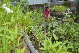 Optimalisasi Pemanfaatan Lahan
