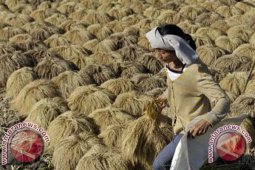 Petani Jual Gabah Berkualitas Rendah Mulai Berkurang