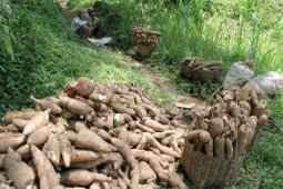 Petani Singkong Enggan Panen Akibat Harga Jatuh