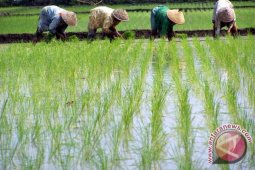 Swasembada Pangan Perlu Perencanaan Matang
