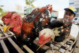 Ribuan Peternak Ayam Kalbar Gulung Tikar