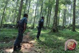 DPRD Rejang Lebong Kagumi Hutan Pelawan Namang