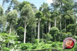 Kerusakan Kawasan Hutan di Babel 15 Persen
