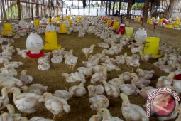 Pasokan Ayam Broiler di Babel Kurang