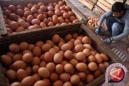 Stok Telur di Pangkalpinang Cukup