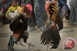 Polisi Bangka Barat Serius Berantas Pekat