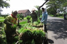 Persiapkan Benih Padi