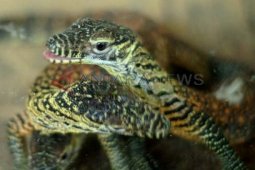 Koleksi Komodo KBS Bertambah