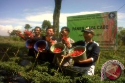 Petani Cabai Merugi Hingga Ratusan Juta Rupiah
