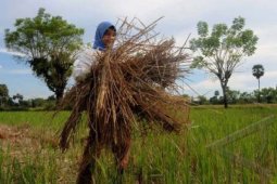 IPB: Petani diimbau kembalikan jerami ke sawah