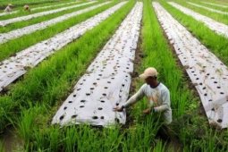 Petani Sayuran Terancam Kebijakan Pembatasan Investasi Asing