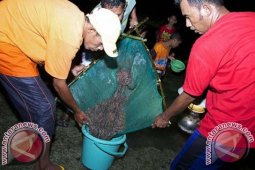 Budaya "Timba Laor" Dilaksanakan 18 April 2014